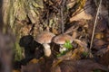 In the fall  a family of mushrooms grows on a tree in the forest Royalty Free Stock Photo