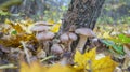 In the fall  a family of mushrooms grows on a tree in the forest Royalty Free Stock Photo