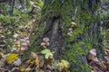 In the fall  a family of mushrooms grows on a tree in the forest Royalty Free Stock Photo