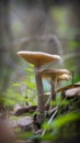 In the fall  a family of mushrooms grows on a tree in the forest Royalty Free Stock Photo