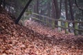 Fall Fence Royalty Free Stock Photo