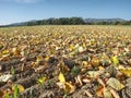 Fall field in countryside. Dry colorful leaves in corn rows Royalty Free Stock Photo