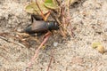 Fall Field Cricket - Gryllus pennsylvanicus