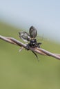 Fall Field Cricket Gryllus pennsylvanicus Impaled on Barbed Wire by a Shrike Royalty Free Stock Photo