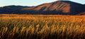 Fall Field Near Harvest with Mountains in Background Sunset Light