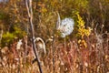 Fall fields with opening patches of milkweed cotton seed pod in focus Royalty Free Stock Photo