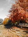 Fall filtered view of Autumn colors At Cornell Overlook