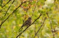 In the fall, a finch bird sat on a branch of a bush