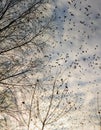 Fall - flock of birds migrating south
