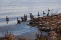 Fall flock waterfowl shoreline