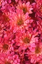 Fall florals silver purple mums with copy space flatlay