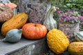 Fall flowers and gourds still life Royalty Free Stock Photo