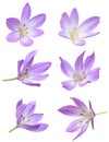 Fall flowers: Violet Crocus Flowers Royalty Free Stock Photo