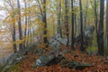 Fall fog forest of the beech trees. Autumn landscape. Meadow covered with fallen orange leaves. Natural landscape. Free space for Royalty Free Stock Photo