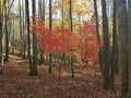 Fall folage Virginia mountains hiking Royalty Free Stock Photo