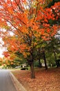 Fall foliage