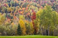 Fall Foliage Royalty Free Stock Photo