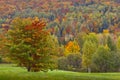 Fall Foliage Royalty Free Stock Photo