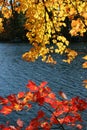 Fall foliage