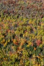 Fall foliage along the Bean and Bear Lakes trail along the Superior Hiking Trail in Minnesota Royalty Free Stock Photo