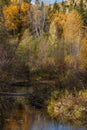 Fall Foliage along Nason Creek Royalty Free Stock Photo