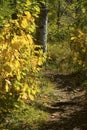 Fall foliage along trail at Quincy Bog, Plymouth, New Hampshire. Royalty Free Stock Photo