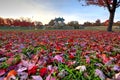 Fall foliage around the Forest Park bandstand in St. Louis, Missouri Royalty Free Stock Photo