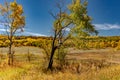 Fall Foliage around Steamboat Springs Colorado Royalty Free Stock Photo