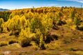 Fall Foliage around Steamboat Springs Colorado Royalty Free Stock Photo