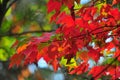 Fall Foliage Autumn Leaves Close Up Background Royalty Free Stock Photo