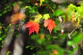 Fall Foliage Autumn Maple Leaves Close Up Background Royalty Free Stock Photo