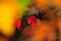 Fall Foliage Autumn Maple Leaves Close Up Background Royalty Free Stock Photo