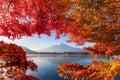 Fall foliage in autumn season and Mountain Fuji near Fujikawaguchiko, Yamanashi. Trees in Japan with blue sky background. Royalty Free Stock Photo