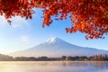 Fall foliage in autumn season and Mountain Fuji near Fujikawaguchiko, Yamanashi. Fuji Five lakes. Trees in Japan with blue sky ba Royalty Free Stock Photo