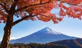 Fall foliage in autumn season and Mountain Fuji near Fujikawaguchiko, Yamanashi. Trees in Japan with blue sky background. Royalty Free Stock Photo