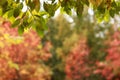 Fall foliage background Royalty Free Stock Photo