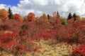 Fall Foliage in the Balsams