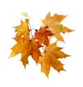 Fall Foliage. Branch of autumn colorful maple leaves isolated on white background Royalty Free Stock Photo