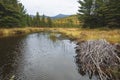 Fall foliage and beaver lodge at Stratton Brook Pond, Maine. Royalty Free Stock Photo