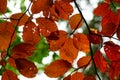 Beech tree foliage coppery coloration fall season nature background Royalty Free Stock Photo