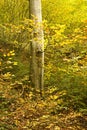 Fall foliage on beech tree Royalty Free Stock Photo