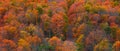 Fall foliage at Black river national forest of Michigan upper peninsula Royalty Free Stock Photo