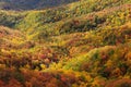 Fall foliage Blowing Rock overlook, Blue Ridge Parkway