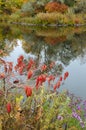 Fall Foliage Boise Idaho Albertson Park Royalty Free Stock Photo