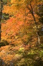 Fall foliage at Borderland State Park Royalty Free Stock Photo