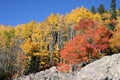 Fall foliage in Colorado