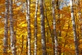Fall foliage Royalty Free Stock Photo
