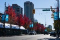 Fall foliage, colorful red leaves in autumn, Canada Vancouver, BC