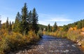 Fall foliage by the creek in Colorado rocky mountains Royalty Free Stock Photo