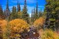 Fall foliage by the creek in Colorado rocky mountains Royalty Free Stock Photo